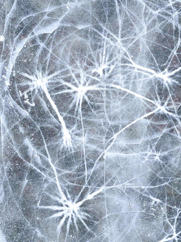 Cardiovascular Health