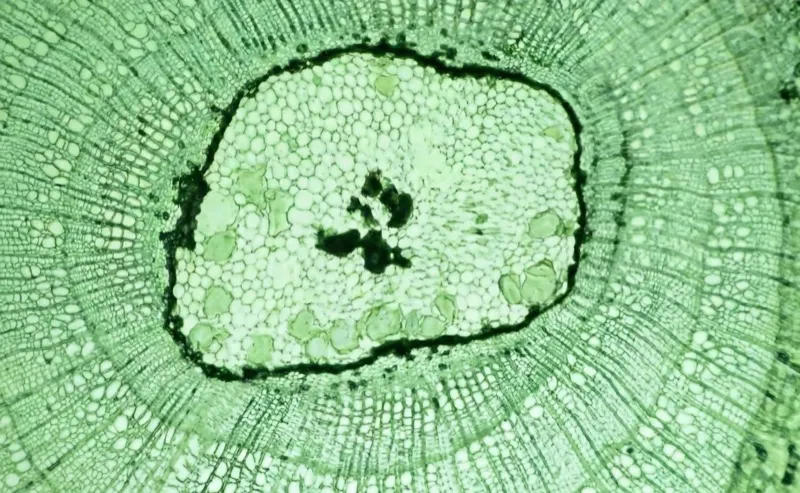 Metabolic & Cellular Health