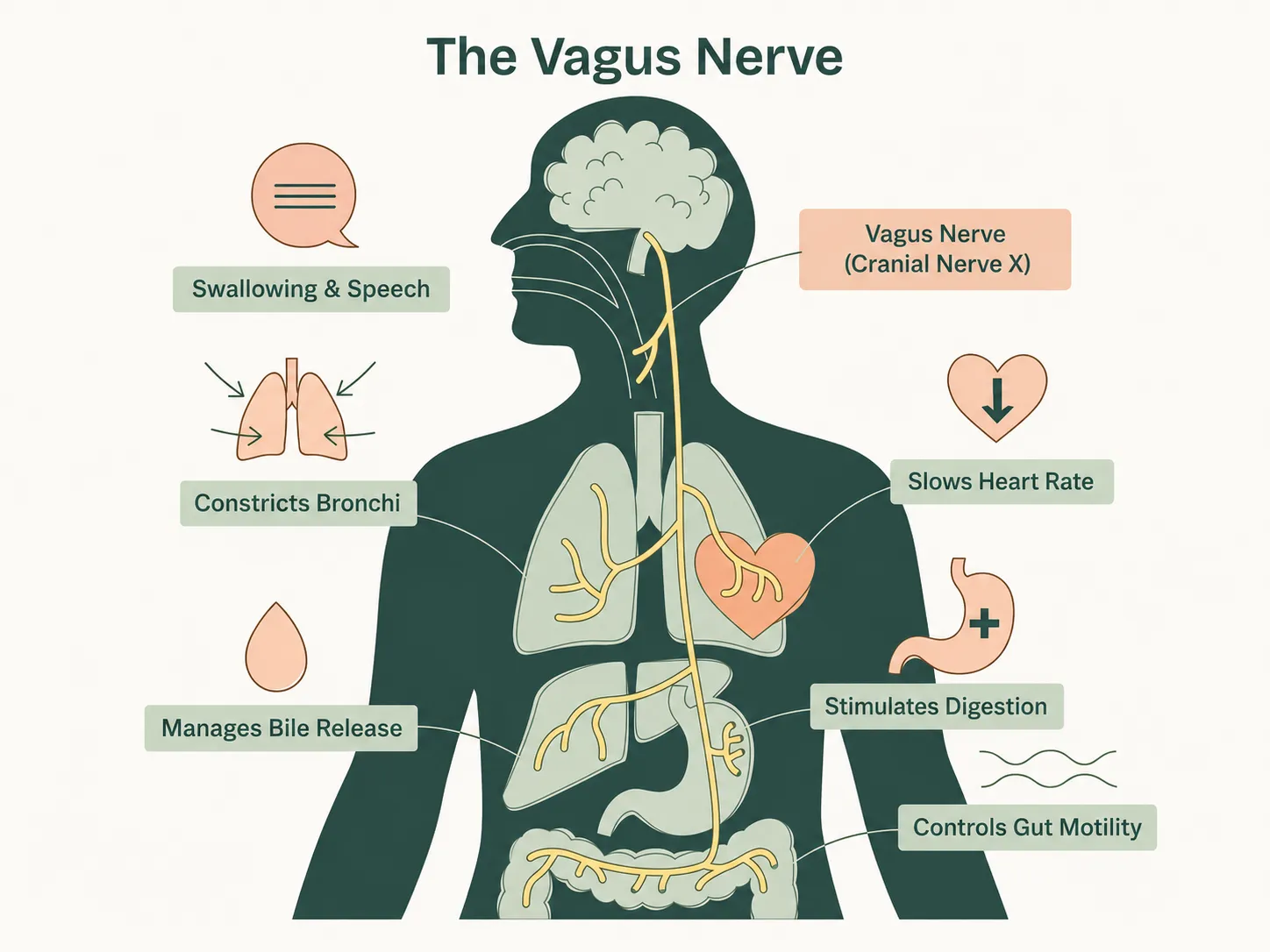 The Vagus Nerve Is a Brake Worth Training