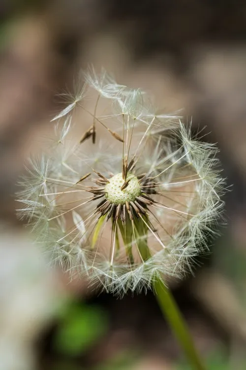 What the Vagus Nerve Industry Gets Wrong